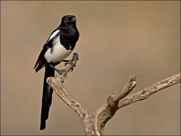 Eurasian Magpie eurasian_magpie_162278.psd