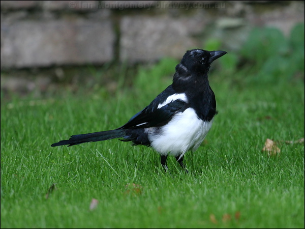 Eurasian Magpie eurasian_magpie_19004.jpg