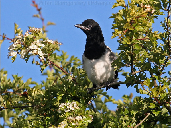Eurasian Magpie eurasian_magpie_52937.psd