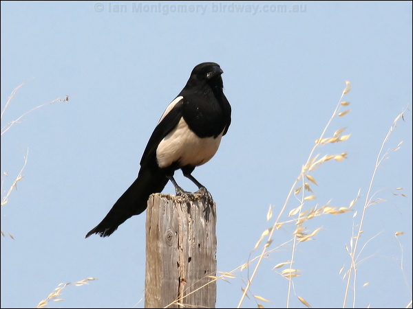 Eurasian Magpie eurasian_magpie_53770.jpg