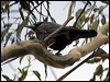 forest_raven_128341