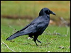 forest_raven_128755
