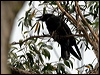 forest_raven_98320