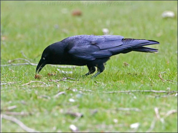 Forest Raven forest_raven_128761.psd