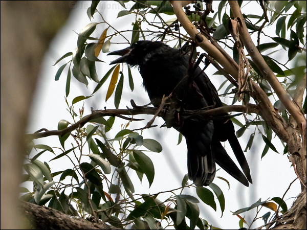 Forest Raven forest_raven_98320.psd