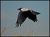 hooded_crow_140326