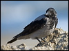hooded_crow_140349