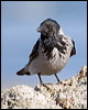 hooded_crow_140355