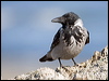 hooded_crow_140357