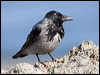 hooded_crow_140361