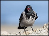 hooded_crow_140364