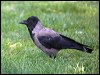 hooded_crow_169229