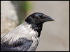 hooded_crow_169267