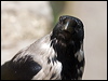 Click here to enter gallery and see photos/pictures/images of Hooded Crow