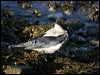 hooded_crow_19056