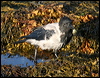hooded_crow_19082