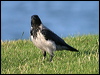 hooded_crow_19106