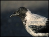 hooded_crow_19112