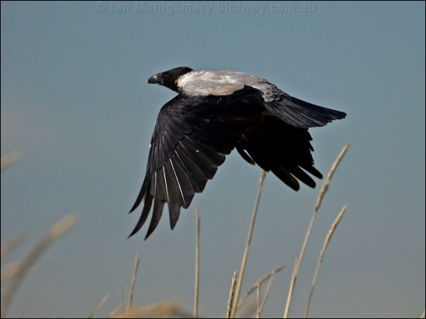 Hooded Crow hooded_crow_140326.psd