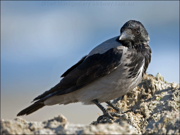 Hooded Crow hooded_crow_140349.psd