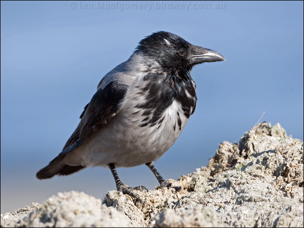 Hooded Crow hooded_crow_140361.psd