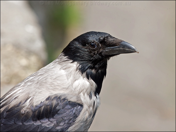 Hooded Crow hooded_crow_169267.psd