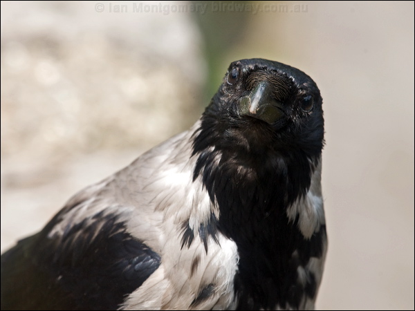 Hooded Crow hooded_crow_169269.psd