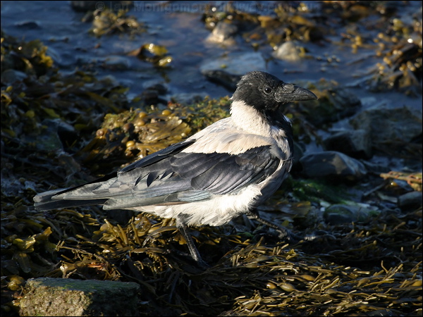 Hooded Crow hooded_crow_19056.jpg
