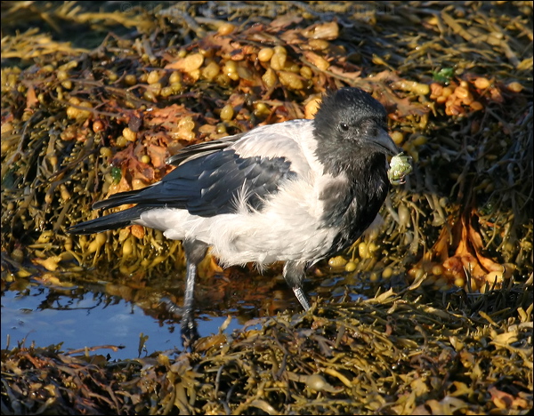 Hooded Crow hooded_crow_19082.jpg