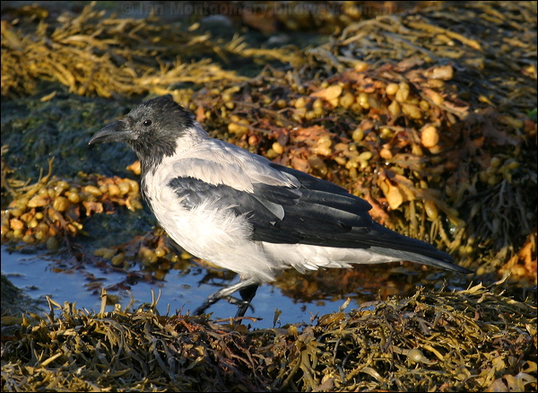 Hooded Crow hooded_crow_19088.jpg