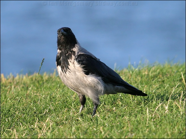 Hooded Crow hooded_crow_19106.jpg