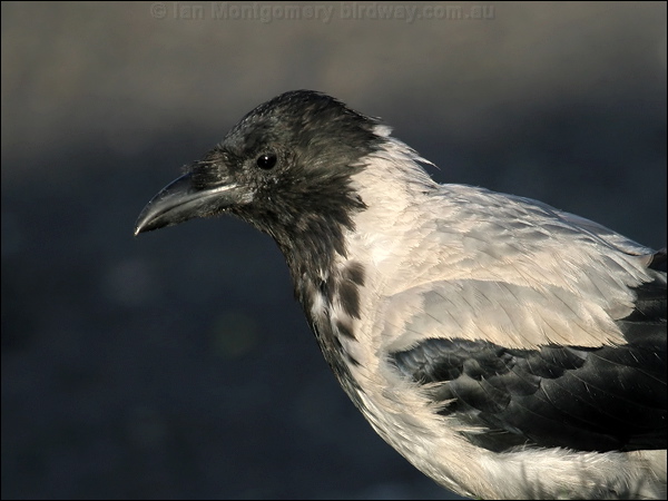 Hooded Crow hooded_crow_19112.jpg