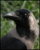 house_crow_16666