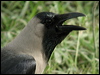 house_crow_16669
