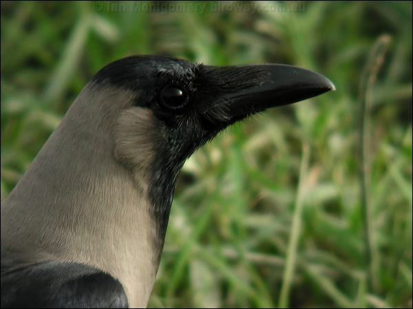 House Crow house_crow_16664.jpg