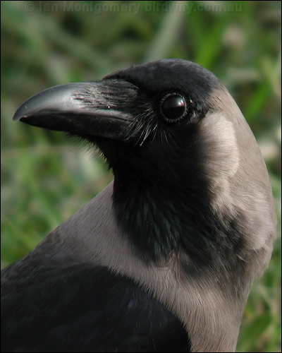 House Crow house_crow_16666.jpg