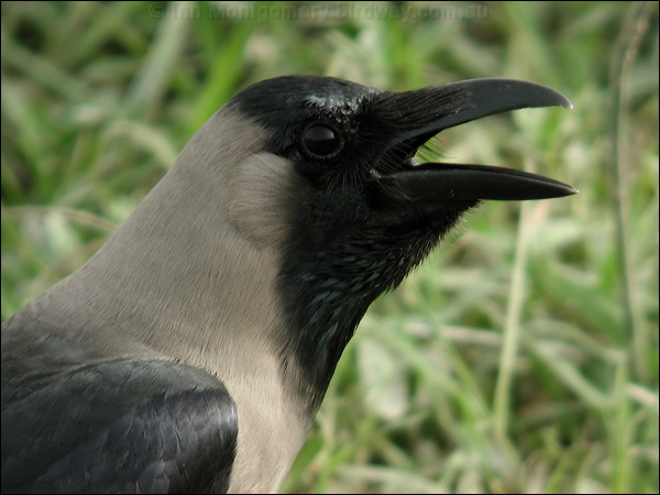 House Crow house_crow_16669.jpg