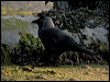 jackdaw_05279