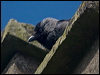 western_jackdaw_201472