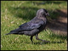 western_jackdaw_201820