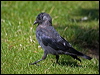 Click here to enter gallery and see photos/pictures/images of Western Jackdaw