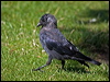 western_jackdaw_201824