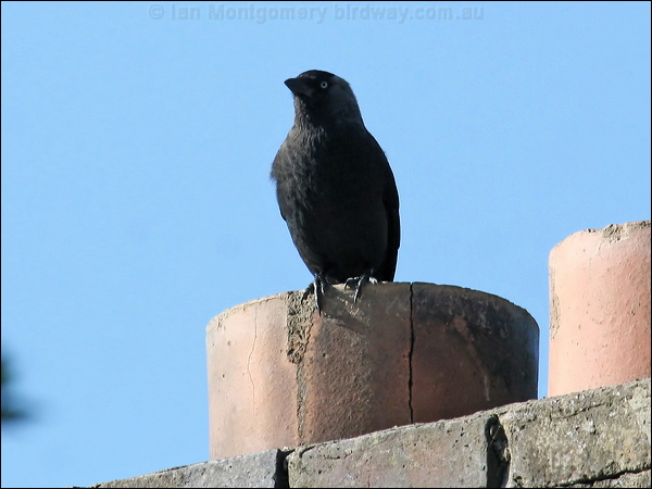 Western Jackdaw jackdaw_54528.jpg
