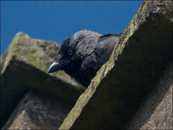 Western Jackdaw western_jackdaw_201472.psd