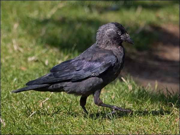Western Jackdaw western_jackdaw_201820.psd