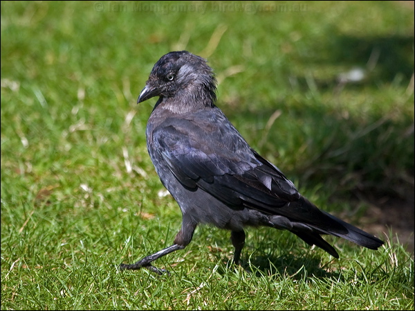 Western Jackdaw western_jackdaw_201824.psd