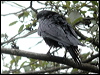 Click here to enter gallery and see photos/pictures/images of Large-billed Crow