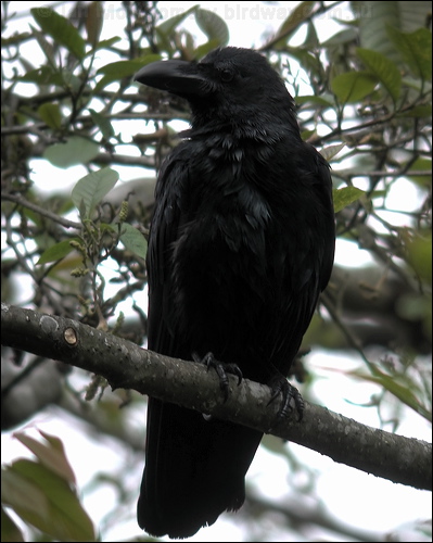 Large-billed Crow large_billed_crow_17118.jpg