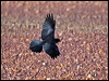 little_crow_151942