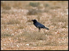 little_crow_152515